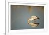 Yellow Billed Stork, Moremi Game Reserve, Botswana-Paul Souders-Framed Photographic Print