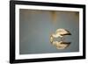 Yellow Billed Stork, Moremi Game Reserve, Botswana-Paul Souders-Framed Photographic Print