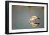 Yellow Billed Stork, Moremi Game Reserve, Botswana-Paul Souders-Framed Photographic Print