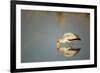 Yellow Billed Stork, Moremi Game Reserve, Botswana-Paul Souders-Framed Photographic Print