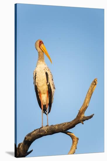 Yellow Billed Stork, Moremi Game Reserve, Botswana-Paul Souders-Stretched Canvas