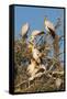 Yellow-billed stork (Mycteria ibis) at nesting colony, Chobe River, Botswana, Africa-Ann and Steve Toon-Framed Stretched Canvas