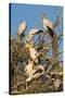 Yellow-billed stork (Mycteria ibis) at nesting colony, Chobe River, Botswana, Africa-Ann and Steve Toon-Stretched Canvas