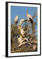 Yellow-billed stork (Mycteria ibis) at nesting colony, Chobe River, Botswana, Africa-Ann and Steve Toon-Framed Photographic Print
