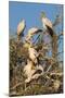 Yellow-billed stork (Mycteria ibis) at nesting colony, Chobe River, Botswana, Africa-Ann and Steve Toon-Mounted Photographic Print