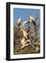 Yellow-billed stork (Mycteria ibis) at nesting colony, Chobe River, Botswana, Africa-Ann and Steve Toon-Framed Photographic Print