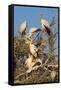 Yellow-billed stork (Mycteria ibis) at nesting colony, Chobe River, Botswana, Africa-Ann and Steve Toon-Framed Stretched Canvas