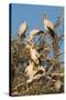 Yellow-billed stork (Mycteria ibis) at nesting colony, Chobe River, Botswana, Africa-Ann and Steve Toon-Stretched Canvas