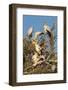 Yellow-billed stork (Mycteria ibis) at nesting colony, Chobe River, Botswana, Africa-Ann and Steve Toon-Framed Photographic Print