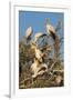 Yellow-billed stork (Mycteria ibis) at nesting colony, Chobe River, Botswana, Africa-Ann and Steve Toon-Framed Photographic Print