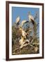 Yellow-billed stork (Mycteria ibis) at nesting colony, Chobe River, Botswana, Africa-Ann and Steve Toon-Framed Photographic Print