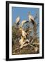 Yellow-billed stork (Mycteria ibis) at nesting colony, Chobe River, Botswana, Africa-Ann and Steve Toon-Framed Photographic Print