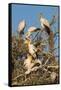 Yellow-billed stork (Mycteria ibis) at nesting colony, Chobe River, Botswana, Africa-Ann and Steve Toon-Framed Stretched Canvas