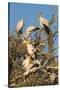 Yellow-billed stork (Mycteria ibis) at nesting colony, Chobe River, Botswana, Africa-Ann and Steve Toon-Stretched Canvas