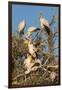 Yellow-billed stork (Mycteria ibis) at nesting colony, Chobe River, Botswana, Africa-Ann and Steve Toon-Framed Photographic Print