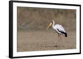 Yellow-billed stork (Mycteria ibis), Moremi Game Reserve, Okavango Delta, Botswana, Africa-Sergio Pitamitz-Framed Premium Photographic Print