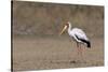 Yellow-billed stork (Mycteria ibis), Moremi Game Reserve, Okavango Delta, Botswana, Africa-Sergio Pitamitz-Stretched Canvas