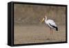 Yellow-billed stork (Mycteria ibis), Moremi Game Reserve, Okavango Delta, Botswana, Africa-Sergio Pitamitz-Framed Stretched Canvas