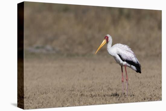 Yellow-billed stork (Mycteria ibis), Moremi Game Reserve, Okavango Delta, Botswana, Africa-Sergio Pitamitz-Stretched Canvas