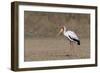 Yellow-billed stork (Mycteria ibis), Moremi Game Reserve, Okavango Delta, Botswana, Africa-Sergio Pitamitz-Framed Photographic Print