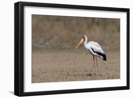 Yellow-billed stork (Mycteria ibis), Moremi Game Reserve, Okavango Delta, Botswana, Africa-Sergio Pitamitz-Framed Photographic Print