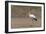 Yellow-billed stork (Mycteria ibis), Moremi Game Reserve, Okavango Delta, Botswana, Africa-Sergio Pitamitz-Framed Photographic Print