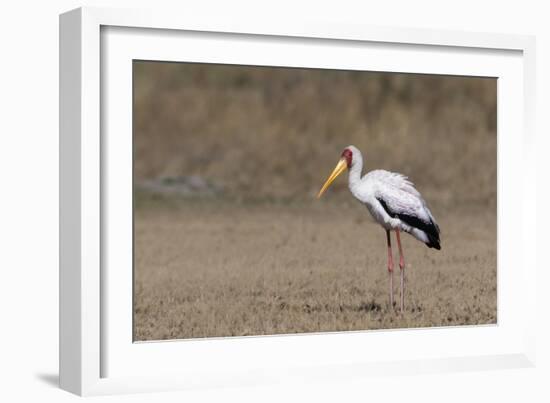 Yellow-billed stork (Mycteria ibis), Moremi Game Reserve, Okavango Delta, Botswana, Africa-Sergio Pitamitz-Framed Photographic Print