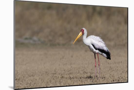 Yellow-billed stork (Mycteria ibis), Moremi Game Reserve, Okavango Delta, Botswana, Africa-Sergio Pitamitz-Mounted Photographic Print