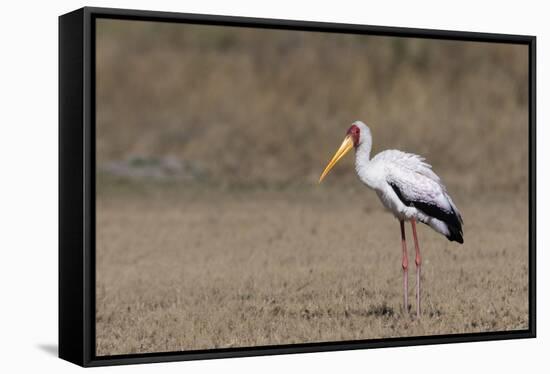 Yellow-billed stork (Mycteria ibis), Moremi Game Reserve, Okavango Delta, Botswana, Africa-Sergio Pitamitz-Framed Stretched Canvas