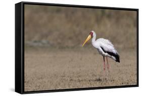 Yellow-billed stork (Mycteria ibis), Moremi Game Reserve, Okavango Delta, Botswana, Africa-Sergio Pitamitz-Framed Stretched Canvas