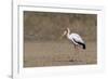 Yellow-billed stork (Mycteria ibis), Moremi Game Reserve, Okavango Delta, Botswana, Africa-Sergio Pitamitz-Framed Photographic Print