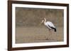 Yellow-billed stork (Mycteria ibis), Moremi Game Reserve, Okavango Delta, Botswana, Africa-Sergio Pitamitz-Framed Photographic Print