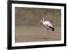 Yellow-billed stork (Mycteria ibis), Moremi Game Reserve, Okavango Delta, Botswana, Africa-Sergio Pitamitz-Framed Photographic Print