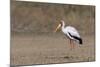 Yellow-billed stork (Mycteria ibis), Moremi Game Reserve, Okavango Delta, Botswana, Africa-Sergio Pitamitz-Mounted Photographic Print