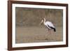 Yellow-billed stork (Mycteria ibis), Moremi Game Reserve, Okavango Delta, Botswana, Africa-Sergio Pitamitz-Framed Photographic Print