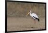 Yellow-billed stork (Mycteria ibis), Moremi Game Reserve, Okavango Delta, Botswana, Africa-Sergio Pitamitz-Framed Photographic Print