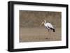 Yellow-billed stork (Mycteria ibis), Moremi Game Reserve, Okavango Delta, Botswana, Africa-Sergio Pitamitz-Framed Photographic Print