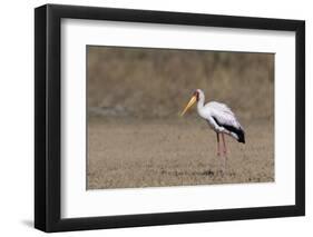 Yellow-billed stork (Mycteria ibis), Moremi Game Reserve, Okavango Delta, Botswana, Africa-Sergio Pitamitz-Framed Photographic Print