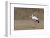 Yellow-billed stork (Mycteria ibis), Moremi Game Reserve, Okavango Delta, Botswana, Africa-Sergio Pitamitz-Framed Photographic Print