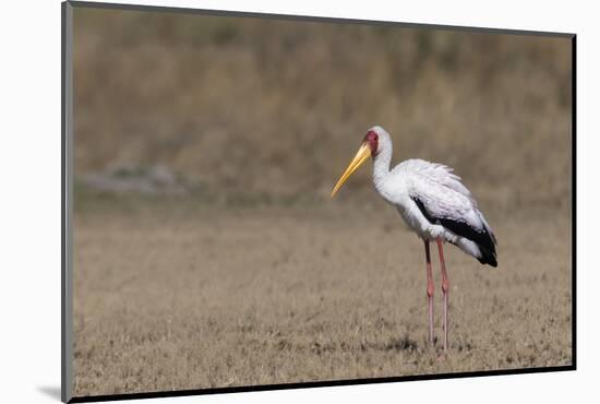 Yellow-billed stork (Mycteria ibis), Moremi Game Reserve, Okavango Delta, Botswana, Africa-Sergio Pitamitz-Mounted Photographic Print