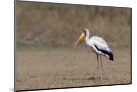 Yellow-billed stork (Mycteria ibis), Moremi Game Reserve, Okavango Delta, Botswana, Africa-Sergio Pitamitz-Mounted Photographic Print