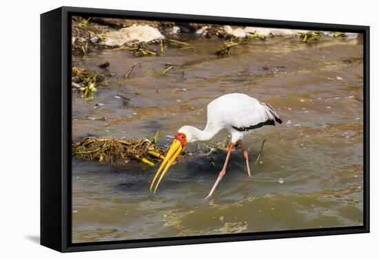 Yellow-Billed Stork (Mycteria Ibis), Queen Elizabeth National Park, Uganda, East Africa, Africa-Michael Runkel-Framed Stretched Canvas