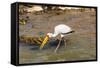 Yellow-Billed Stork (Mycteria Ibis), Queen Elizabeth National Park, Uganda, East Africa, Africa-Michael Runkel-Framed Stretched Canvas