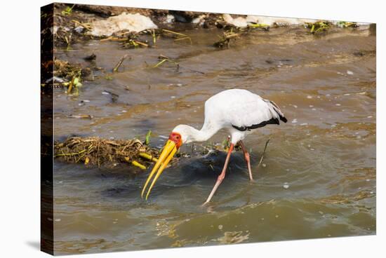 Yellow-Billed Stork (Mycteria Ibis), Queen Elizabeth National Park, Uganda, East Africa, Africa-Michael Runkel-Stretched Canvas