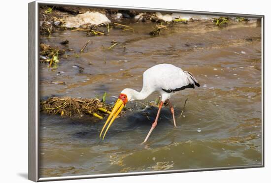 Yellow-Billed Stork (Mycteria Ibis), Queen Elizabeth National Park, Uganda, East Africa, Africa-Michael Runkel-Framed Photographic Print