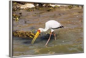 Yellow-Billed Stork (Mycteria Ibis), Queen Elizabeth National Park, Uganda, East Africa, Africa-Michael Runkel-Framed Photographic Print