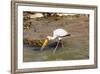 Yellow-Billed Stork (Mycteria Ibis), Queen Elizabeth National Park, Uganda, East Africa, Africa-Michael Runkel-Framed Photographic Print