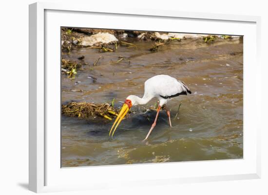 Yellow-Billed Stork (Mycteria Ibis), Queen Elizabeth National Park, Uganda, East Africa, Africa-Michael Runkel-Framed Photographic Print