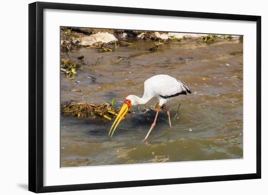 Yellow-Billed Stork (Mycteria Ibis), Queen Elizabeth National Park, Uganda, East Africa, Africa-Michael Runkel-Framed Photographic Print