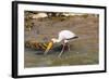 Yellow-Billed Stork (Mycteria Ibis), Queen Elizabeth National Park, Uganda, East Africa, Africa-Michael Runkel-Framed Photographic Print